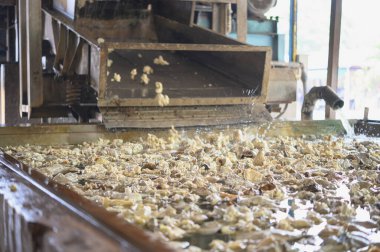 Lastik işleme fabrikası, Standart Tayland Rubber STR 20, kauçuk blok, kauçuktan yapılmış kauçuk çubuklar. Yüksek fiziksel özellikler.