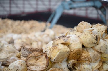 Lastik işleme fabrikası, Standart Tayland Rubber STR 20, kauçuk blok, kauçuktan yapılmış kauçuk çubuklar. Yüksek fiziksel özellikler.