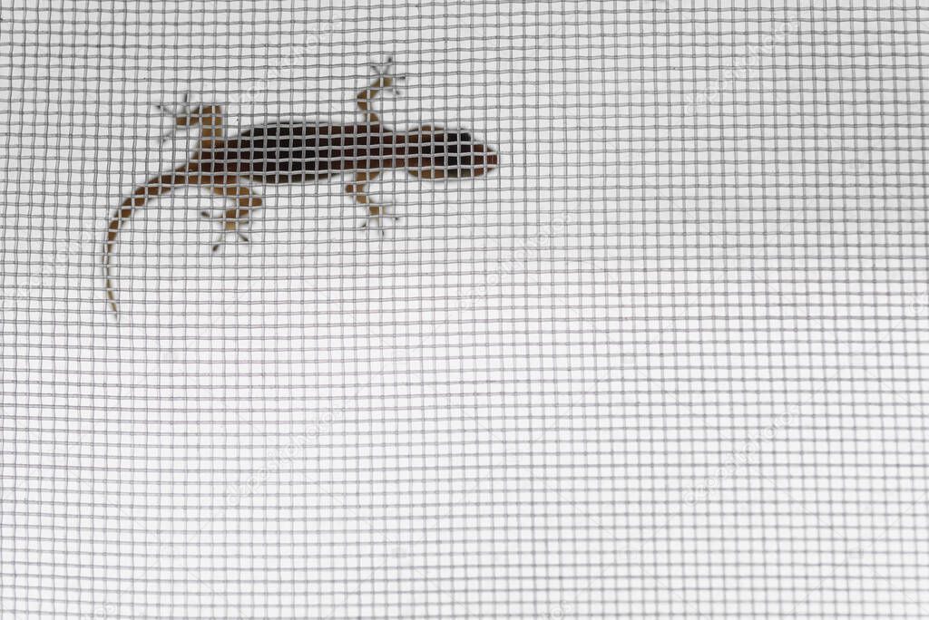 The white lizard on net in house.Gekko,Gekkonidae
