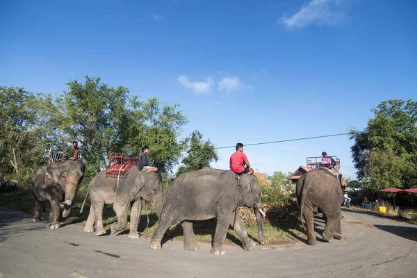 Elefántok Fesztiválon Hagyományos Elefánt Kerek Fel Város Surin Isan Thaiföldön — Stock Fotó