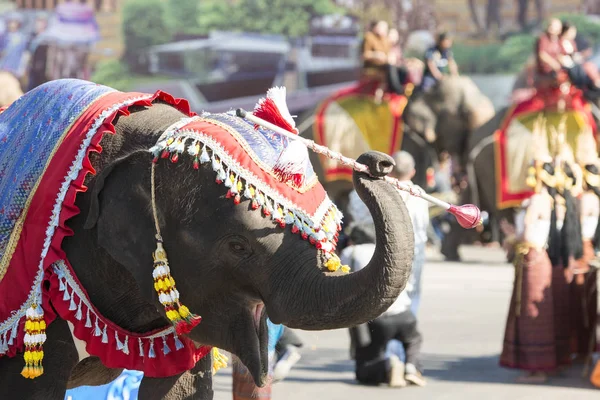 Elefanter Traditionella Elefant Runda Upp Festival City Surin Isan Thailand — Stockfoto