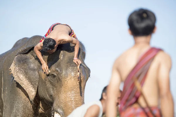 Elefanter Traditionella Elefant Runda Upp Festival City Surin Isan Thailand — Stockfoto