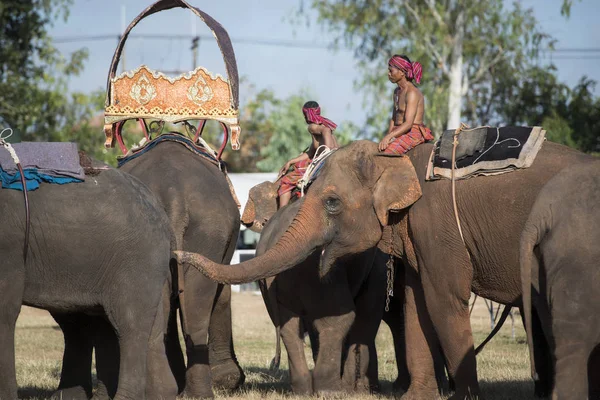 Слоны Традиционном Фестивале Elephant Festival Городе Сурин Исане Таиланде Таиланд — стоковое фото