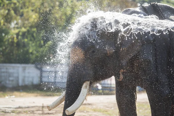 Elefanter Traditionella Elefant Runda Upp Festival City Surin Isan Thailand — Stockfoto