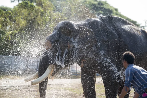 Elefanter Traditionella Elefant Runda Upp Festival City Surin Isan Thailand — Stockfoto