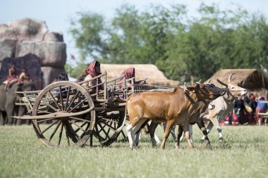 Fil Fuarı geleneksel fil yuvarlak kadar Festival Tayland Isan Surin Şehir Stadyumu'nda geleneksel bullock sepeti. Tayland, bir, Surin, Kasım, 2017