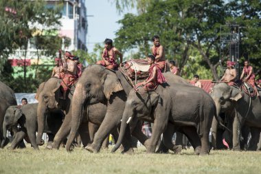 Filler fil Fuarı geleneksel fil yuvarlak kadar Festival Tayland Isan Surin Şehir Stadyumu'nda. Tayland, bir, Surin, Kasım, 2017