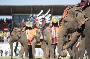 Filler fil Fuarı geleneksel fil yuvarlak kadar Festival Tayland Isan Surin Şehir Stadyumu'nda. Tayland, bir, Surin, Kasım, 2017