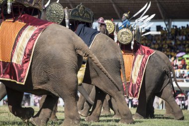 Filler fil Fuarı geleneksel fil yuvarlak kadar Festival Tayland Isan Surin Şehir Stadyumu'nda. Tayland, bir, Surin, Kasım, 2017