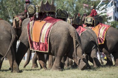 Filler fil Fuarı geleneksel fil yuvarlak kadar Festival Tayland Isan Surin Şehir Stadyumu'nda. Tayland, bir, Surin, Kasım, 2017