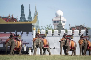 Filler fil Fuarı geleneksel fil yuvarlak kadar Festival Tayland Isan Surin Şehir Stadyumu'nda. Tayland, bir, Surin, Kasım, 2017