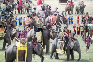 Filler geleneksel fil yuvarlak kadar festivalin bir Tayland Surin şehir stadyumunda Elaphant fuarında. Tayland, bir, Surin, Kasım, 2017