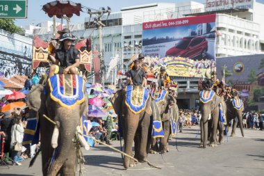 Filler geleneksel fil yuvarlak kadar Festival Tayland Isan Surin şehir. Tayland, bir, Surin, Kasım, 2017