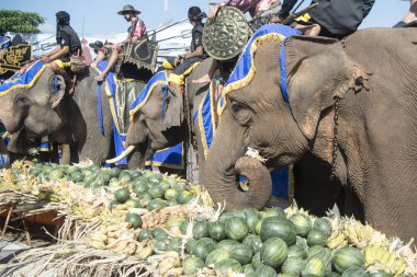 Filler ile lots-in meyve geleneksel fil yuvarlak kadar festivalin bir Tayland Surin şehir üzerinde fil açık büfe. Tayland, bir, Surin, Kasım, 2017