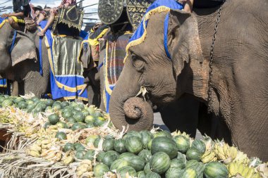 Filler ile lots-in meyve geleneksel fil yuvarlak kadar festivalin bir Tayland Surin şehir üzerinde fil açık büfe. Tayland, bir, Surin, Kasım, 2017