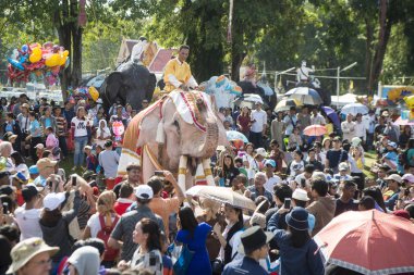 Beyaz fil Festivali'nde geleneksel fil yuvarlak kadar Tayland Isan Surin şehir içinde. Tayland, bir, Surin, Kasım, 2017