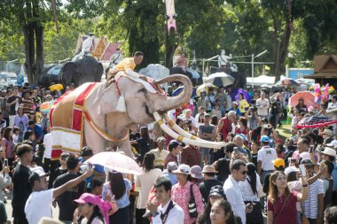 Beyaz fil Festivali'nde geleneksel fil yuvarlak kadar Tayland Isan Surin şehir içinde. Tayland, bir, Surin, Kasım, 2017
