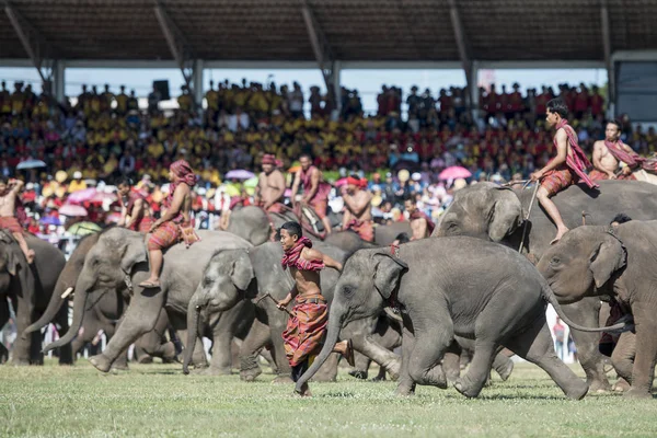 Elephants Elephant Show Stadium Traditional Elephant Festival City Surin Isan — Stock Photo, Image