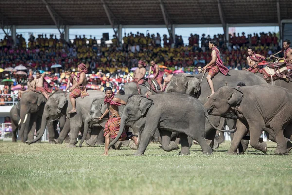 Слони Виставці Слон Стадіоні Традиційні Слон Круглий Вгору Фестивалі Місто — стокове фото