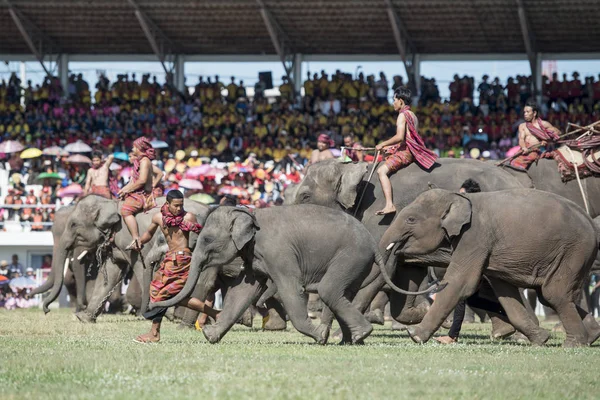 Elefantes Elephant Show Estádio Tradicional Elephant Festival Cidade Surin Isan — Fotografia de Stock