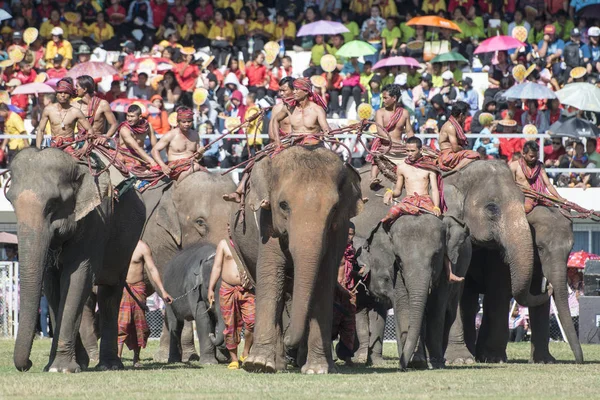 Elefantes Elephant Show Estádio Tradicional Elephant Festival Cidade Surin Isan — Fotografia de Stock