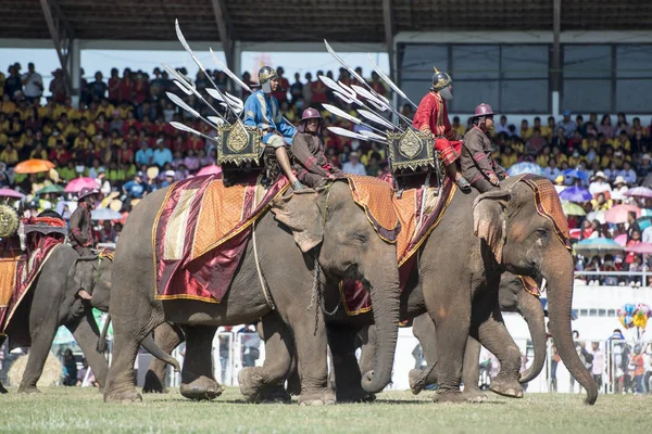 Elefánt Show Stadionban Fesztiválon Hagyományos Elefánt Kerek Fel Város Surin — Stock Fotó