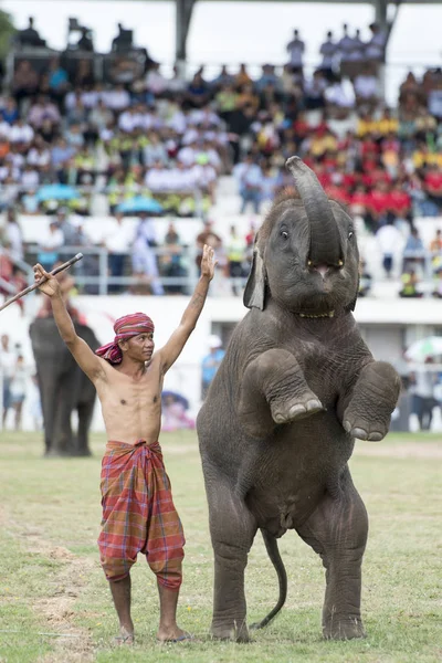 Elephants Elaphant Show Stadium Traditional Elephant Festival City Surin Isan — Stock Photo, Image