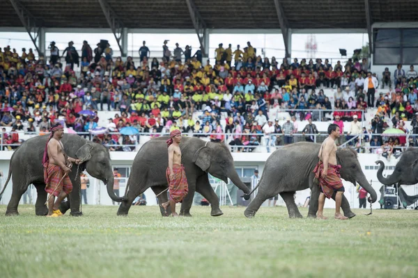 Elefantes Elaphant Show Estádio Tradicional Elephant Festival Cidade Surin Isan — Fotografia de Stock