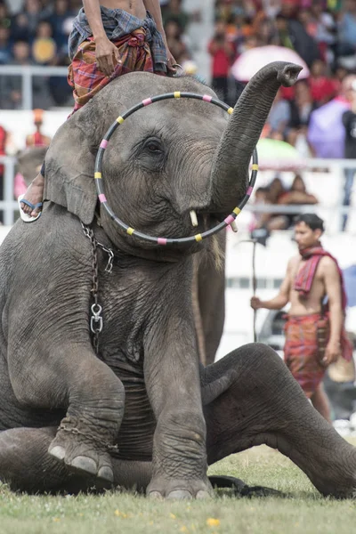 Elefantes Elaphant Show Estádio Tradicional Elephant Festival Cidade Surin Isan — Fotografia de Stock