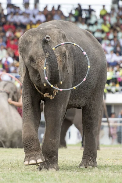 Elefanten Bei Der Elefantenshow Stadion Beim Traditionellen Elefantenrunden Festival Der — Stockfoto