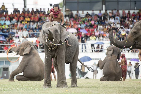 Elefanten Bei Der Elefantenshow Stadion Beim Traditionellen Elefantenrunden Festival Der — Stockfoto