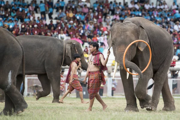 Elephants Elaphant Show Stadium Traditional Elephant Festival City Surin Isan — Stock Photo, Image