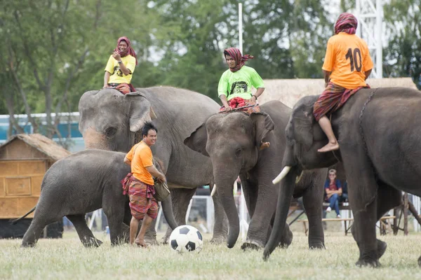 Elefanten Spielen Fußball Bei Der Elefantenshow Stadion Beim Traditionellen Elefantenrunden — Stockfoto