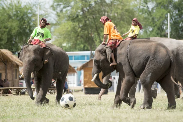Elefanten Spielen Fußball Bei Der Elefantenshow Stadion Beim Traditionellen Elefantenrunden — Stockfoto