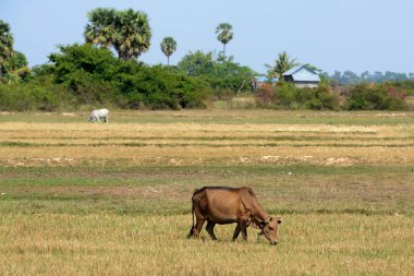 Kamboçya, Siem Reap, Lake Village: Kompong Pluk Lake Tonle Sap Batının Kamboçya Siem Riep şehir yakınındaki, Nisan 2014 tarım arazileri.   