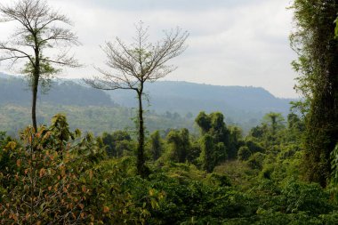 Manzara ve doğa Kbal Spean 50 km kuzeydoğusunda Angkor Temple City Siem Reap Kamboçya Batı yakın. Kamboçya, Siem Reap, Nisan 2014