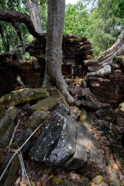 Kamboçya Siem Reap, Nisan 2014: Temple of Ta Prohm Tapınağı şehir Angkor Kamboçya Batı yakınındaki Siem Reap şehir içinde.   