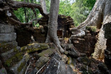 Kamboçya Siem Reap, Nisan 2014: Temple of Ta Prohm Tapınağı şehir Angkor Kamboçya Batı yakınındaki Siem Reap şehir içinde.   