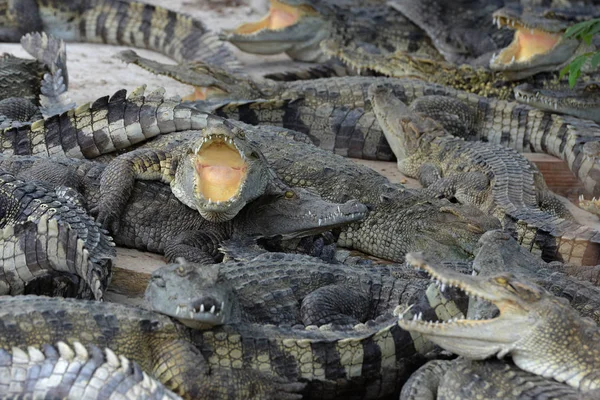 Крокодилы Крокодиловой Ферме Недалеко Города Сием Рип Западе Камбоджи — стоковое фото