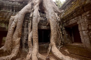 Ta Prohm Temple Temple City Angkor Kamboçya Batı yakınındaki Siem Reap şehir içinde
