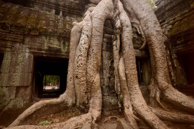 Ta Prohm Temple Temple City Angkor Kamboçya Batı yakınındaki Siem Reap şehir içinde