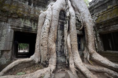 Ta Prohm Temple Temple City Angkor Kamboçya Batı yakınındaki Siem Reap şehir içinde