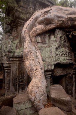 Ta Prohm Temple Temple City Angkor Kamboçya Batı yakınındaki Siem Reap şehir içinde