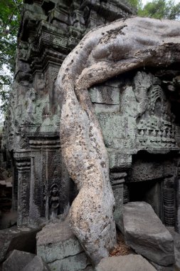 Ta Prohm Temple Temple City Angkor Kamboçya Batı yakınındaki Siem Reap şehir içinde