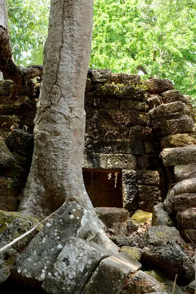 Cambodia Siem Reap April 2014 Temple Prohm Temple City Angkor — Stock Photo, Image