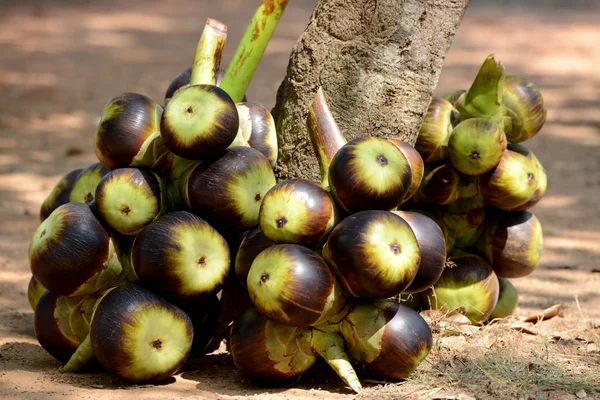 Kokosnötter Staden Siem Reap Kambodja Västra — Stockfoto