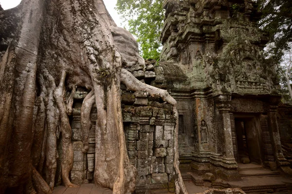 Templo Prohm Ciudad Del Templo Angkor Cerca Ciudad Siem Reap —  Fotos de Stock
