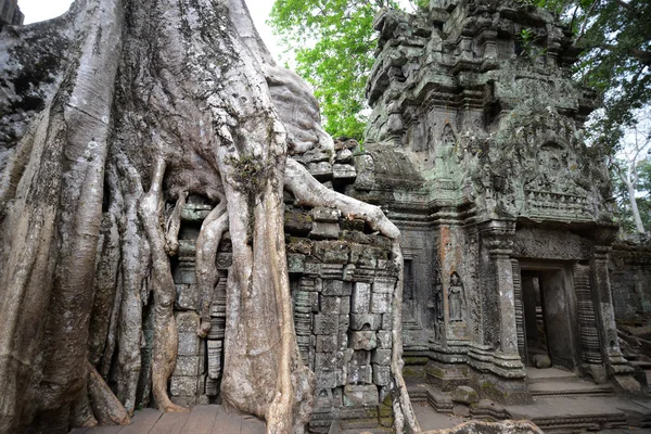 Temple Prohm Dans Temple Ville Angkor Près Ville Siem Reap — Photo