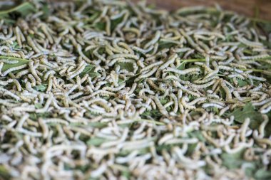 Silkworms ipek ada veya Koh Dach, Phnom Penh, Kamboçya oteller