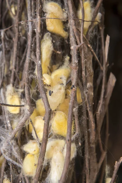 Seidenkokons Bei Der Seidenproduktion Auf Der Seideninsel Oder Koh Dach — Stockfoto